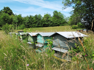 ruche,abeilles,miel,campagne,nature,fleurs