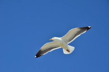 Seagull,