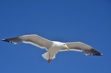 Obraz premium Perfect seagull