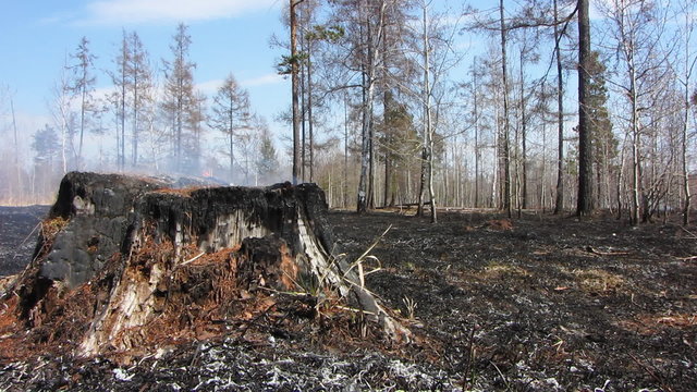 Lifeless forest after fire.