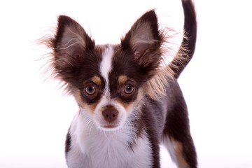 Chihuahua Welpe Portrait