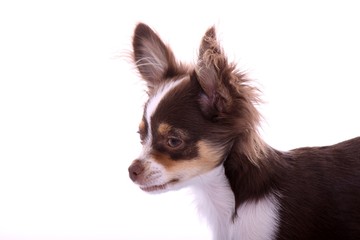 Chihuahua Welpe Portrait seitlich
