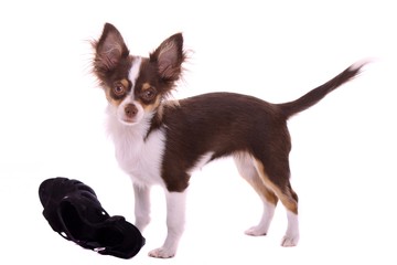 Chihuahua Welpe mit Schuh