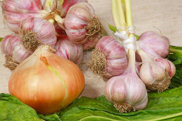 The different fresh vegetables from kitchen garden