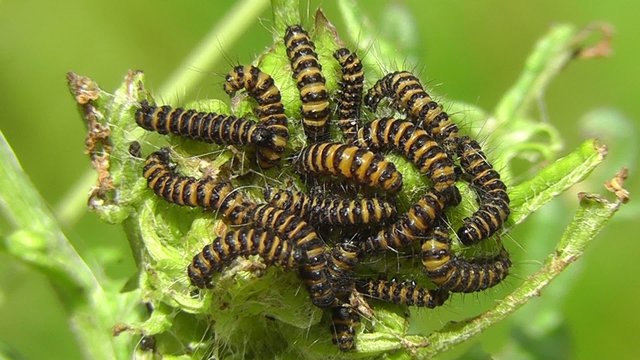 Raupen - Blutb&auml;r - Tyria jacobaeae