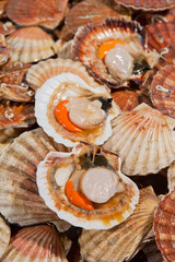 fresh scallops at fish market