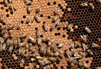 Honey bee workers on honeycomb