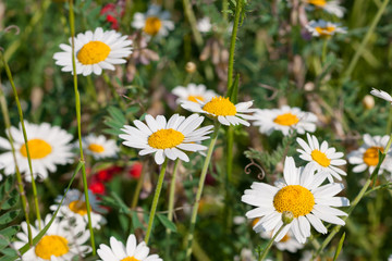 Fototapeta premium Camomile blossoms wild spring flowers