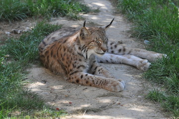 Lynx