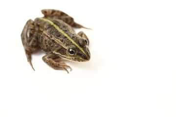 Obraz premium Tokyo Daruma Pond Frog