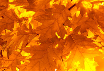 Naklejka na ściany i meble autumn leaves, very shallow focus