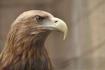 White-tailed Sea Eagle　オジロワシ