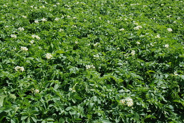 Potato flowering field