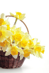 Bunch of fresh narcissuses in a basket on a white background