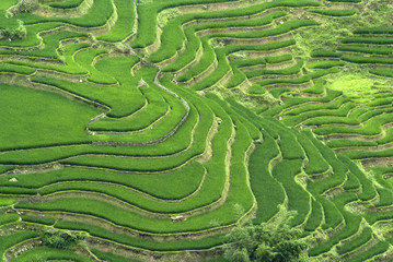 Terrasvormige rijstvelden