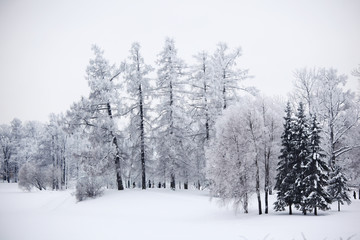 winter trees
