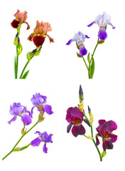iris flowers of different colors and shapes. collage
