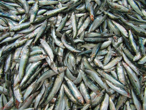 Anchoa del Mediterr&aacute;neo, Mediterranean anchovy.
