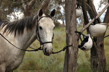 horse
