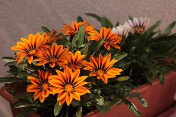 Beuatiful flowers on the balcony