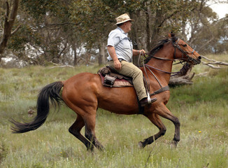 man and horse