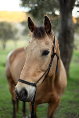 Naklejka premium horse