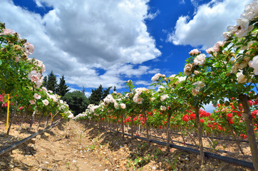 Fototapeta na wymiar Culture de roses en Provence