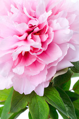 Pink peony close up