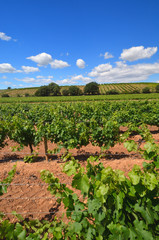 Fototapeta na wymiar Paysage de vignes