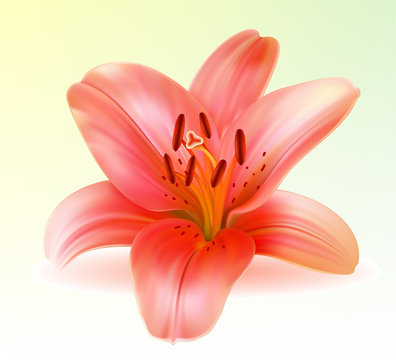 Vector photo-realistic beautiful pink lily
