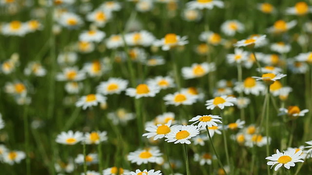 spring flowers