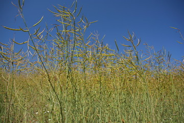 graines de colza