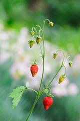 Wild strawberries twig with red berries in front of blurred lush