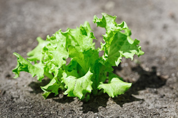 Fresh green lettuce crop on vegetable bed