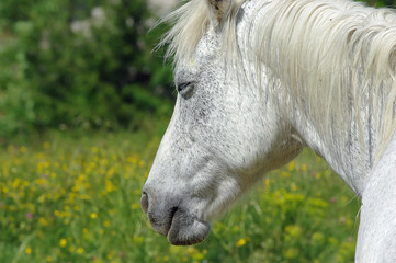 ritratto di cavallo bianco