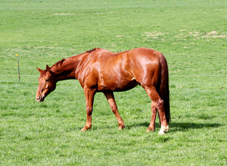 Horse and Field