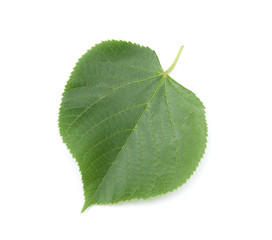 linden leaf