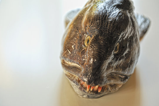 Steinbeisser in K&uuml;che.