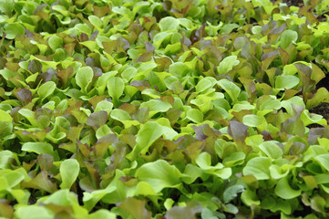 Salade