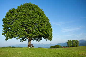Fototapeta na wymiar Einzelner Baum mit Parkbank vor Alpenkulisse
