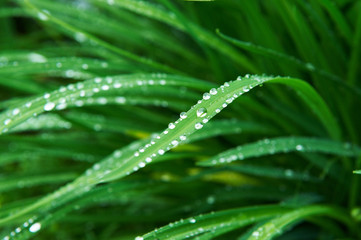 Rain drops on grass