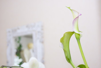 callas lillie weiss gründeco hell hintergrund