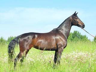 exterior of beautiful mare