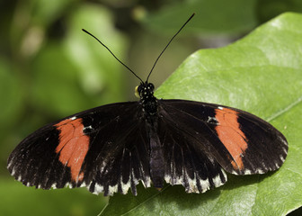 Fototapeta na wymiar The Postman Butterfly (Heliconius melpomene)