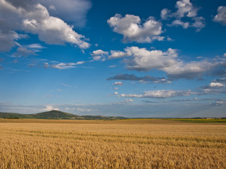 wheat land background