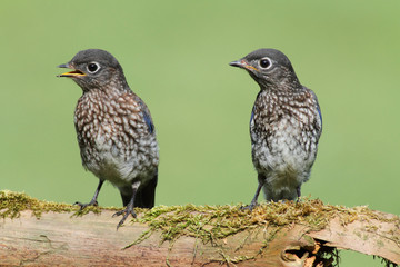 Baby Eastern Bluebirds