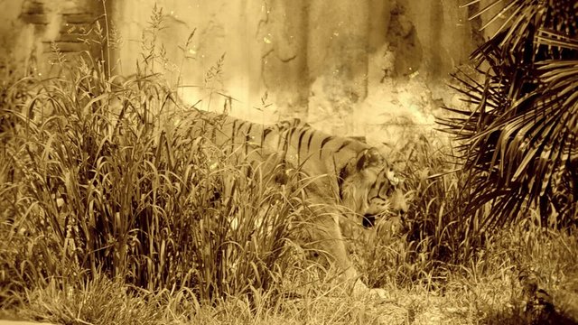 apparizione di una tigre, film anni 20