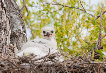 Ferruginous Hawk Nest © Brenda Carson