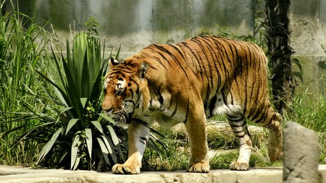 tigre tra le rovine di un tempio