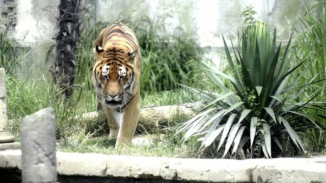 tigre, incontro pericoloso